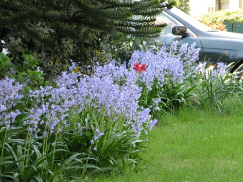 bl&Atilde;&frac14;hender Garten1